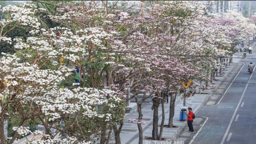 Mengenal Tabebuya Sakura  Surabaya  di  Hari Pohon Sedunia