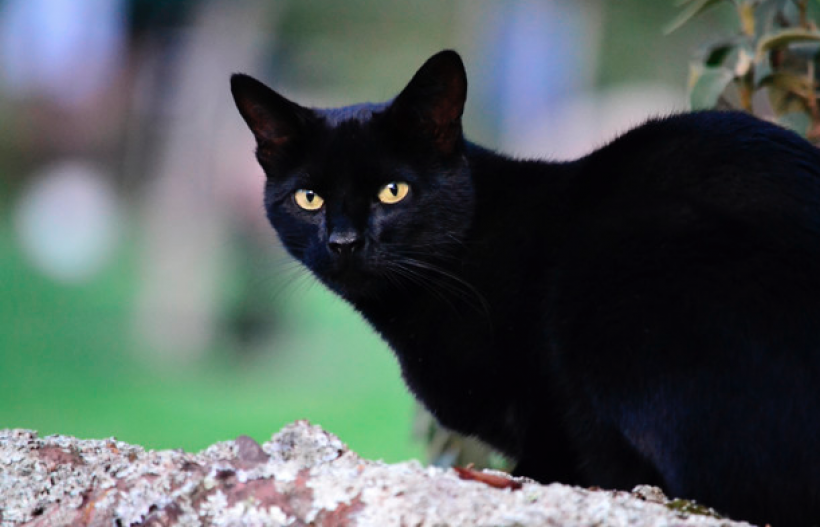  Mitos  Seram Tentang Kucing  Hitam  yang Beredar di Masyarakat