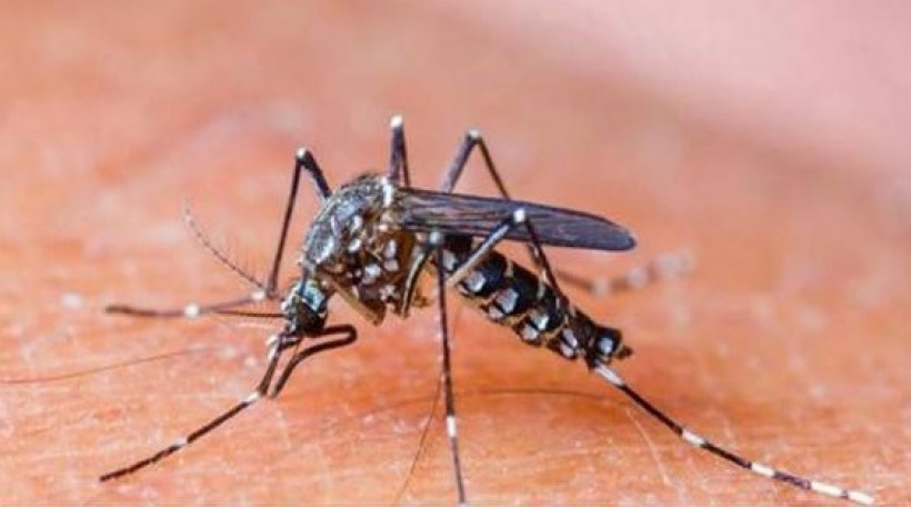 Hati hati Nyamuk  Penyebab DBD  juga Menyerang di Sore Hari