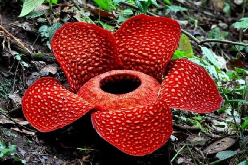 Terancam Punah Ini Fakta Menarik Tentang Bunga  Rafflesia 