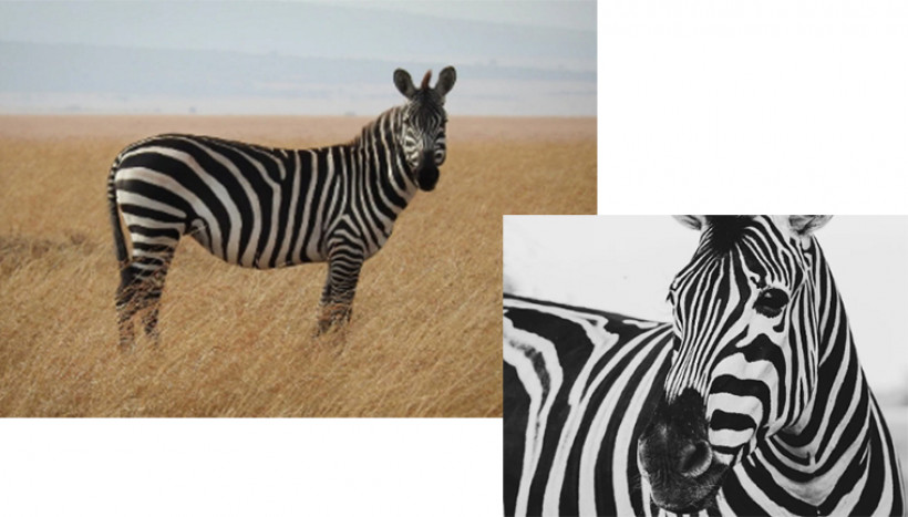 Mengapa Zebra Warnanya Hitam Putih Ini Jawabannya