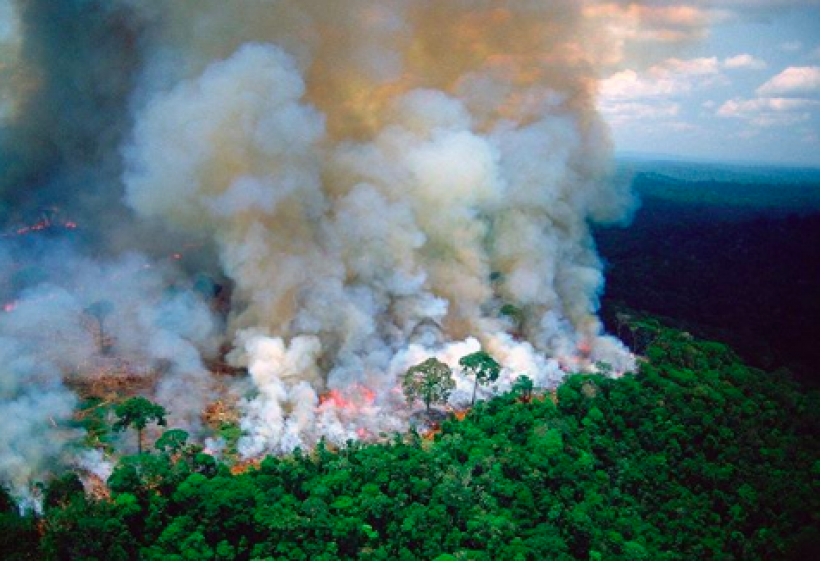 Image result for hutan amazon