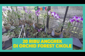 Wisata Bandung Orchid Forest Cikole Manjakan Pencinta Anggrek