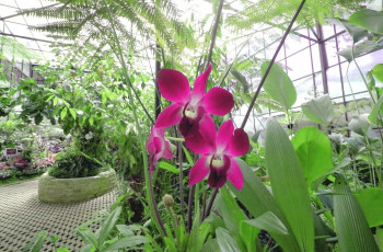 Melihat Anggrek Langka di Wisata Bandung Orchid Forest Cikole