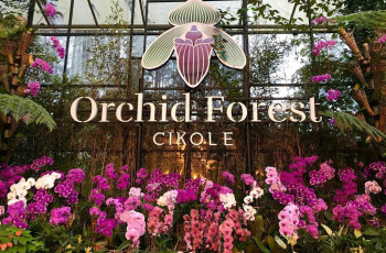 Orchid Forest Cikole Bagikan Bibit Anggrek Gratis